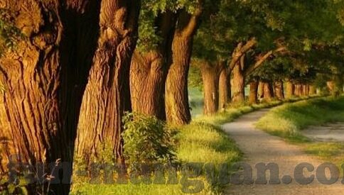澳门最大赌场名字-澳门最大赌场名字，澳门威尼斯人度假村
